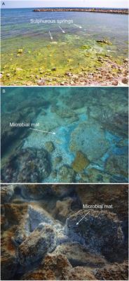 Geophysical and geochemical investigations of underwater sulphurous seeps from Western Black Sea (Mangalia area, Romania), in support of habitat conservation